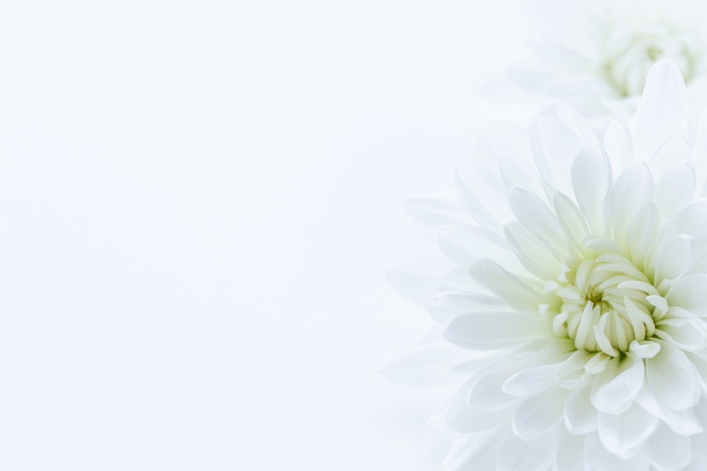 菊 白い花の背景素材